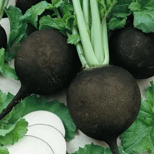 Black Spanish Radish