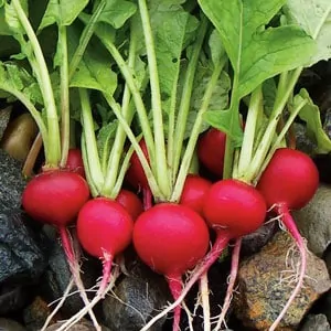 Cherry Belle radish