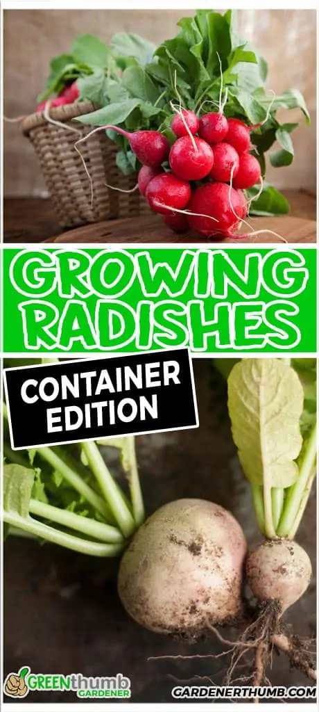 growing radishes in containers