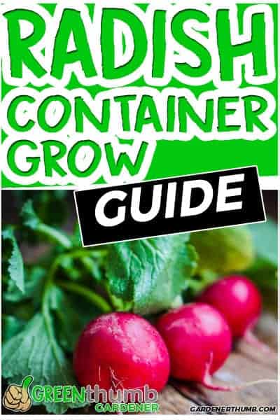 growing radishes in containers