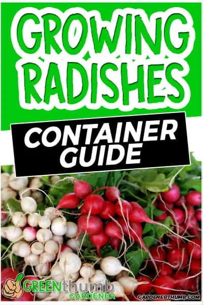 growing radishes in containers