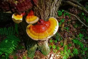 Reishi Mushrooms