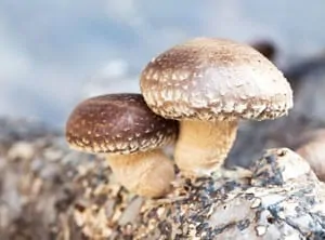 Shiitake Mushrooms