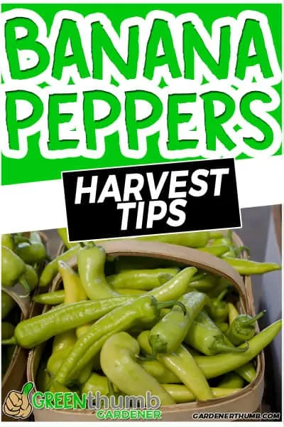 When to pick banana peppers