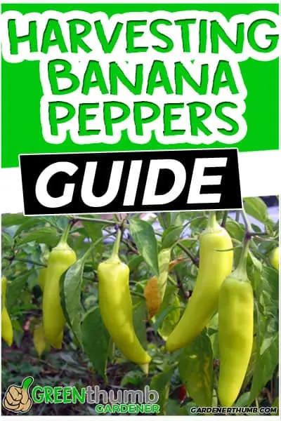 When to pick banana peppers