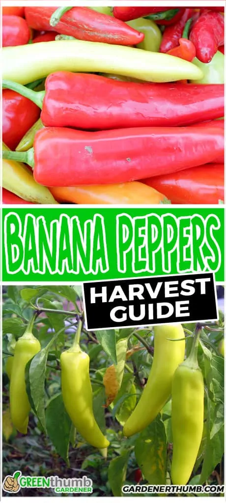 When to pick banana peppers