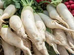 White Icicle Radish