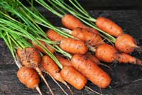 carrots