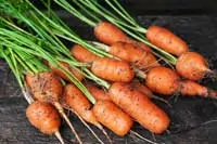 carrots