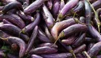 eggplant