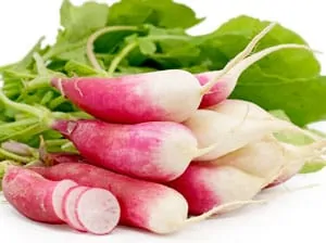 french breakfast radish