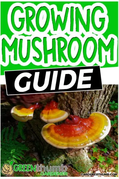 growing gourmet mushrooms at home