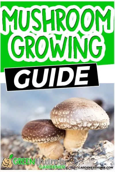 growing gourmet mushrooms at home