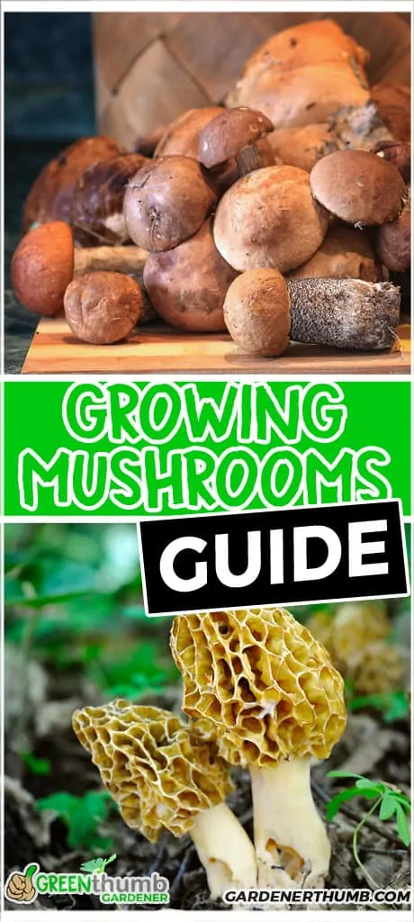 growing gourmet mushrooms at home