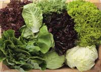 lettuce