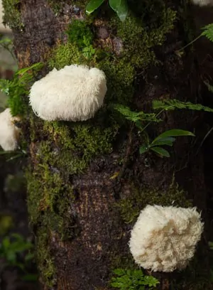 Lion's Mane Mushrooms