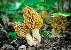 morel mushrooms