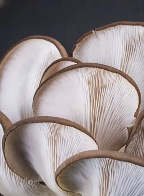 oyster mushroom