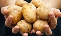 potato