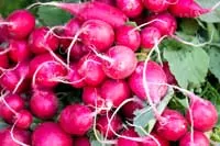 radish