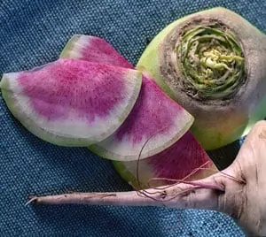 watermelon radish