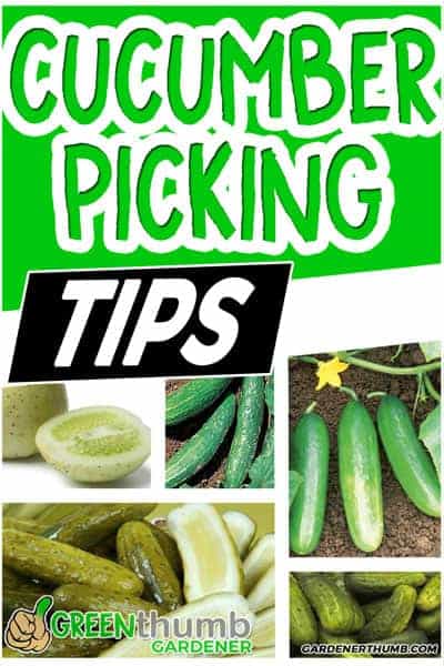 when to harvest cucumbers