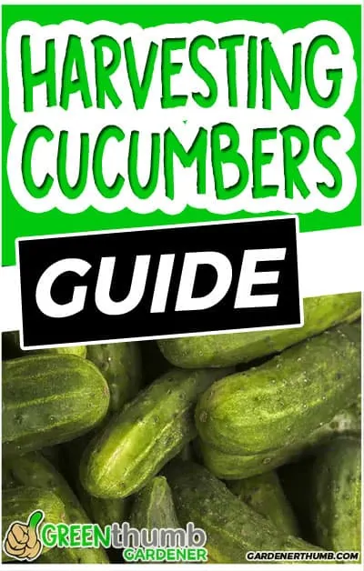 when to harvest cucumbers