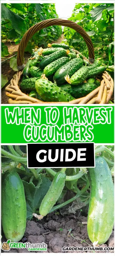 when to harvest cucumbers