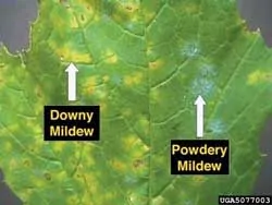 downy powderey mildew