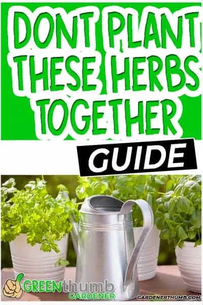 Which Herbs Do Not Go Together