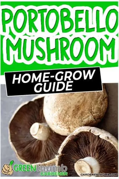 growing portobello mushrooms at home