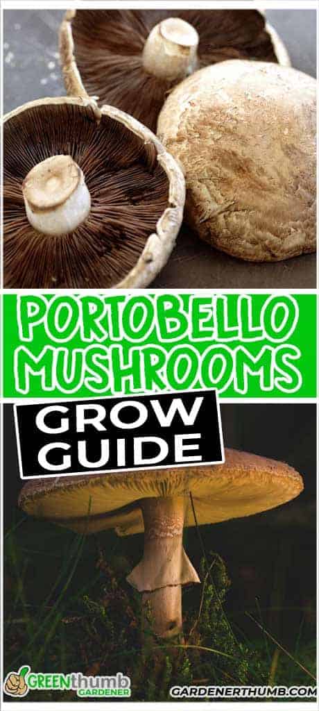 growing portobello mushrooms