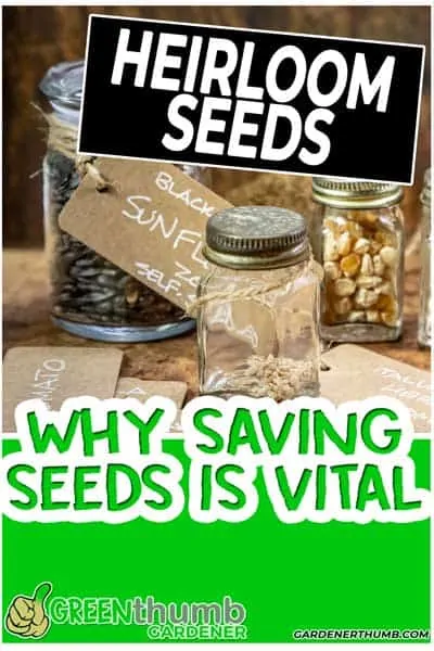 heirloom seed saving