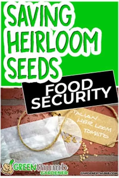 saving heirloom seeds