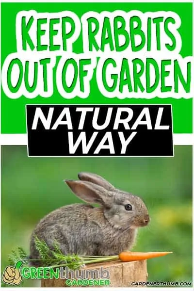 keep rabbits out of the garden