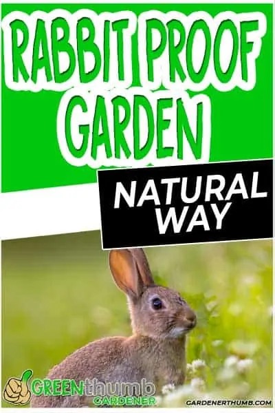 rabbits in your garden