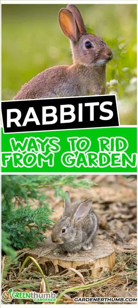 keep out rabbits from your raised beds