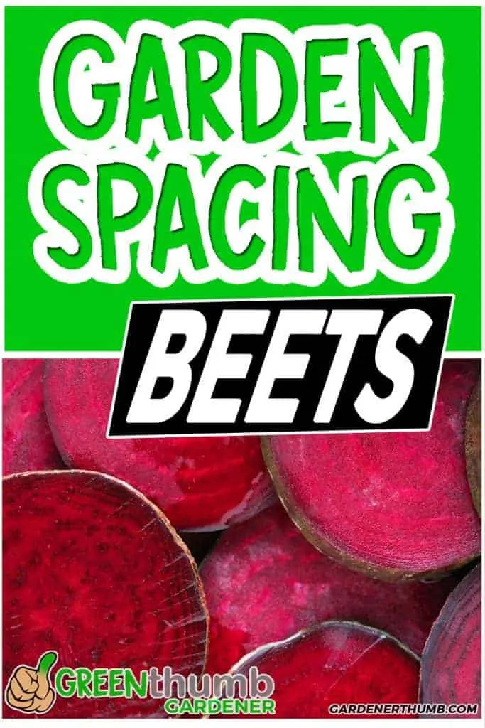 companion plants for beets