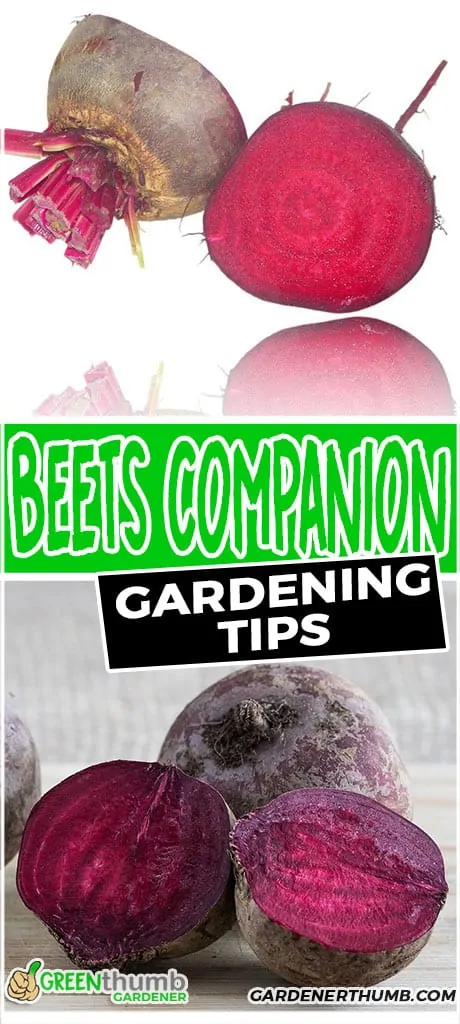 beets companion plants