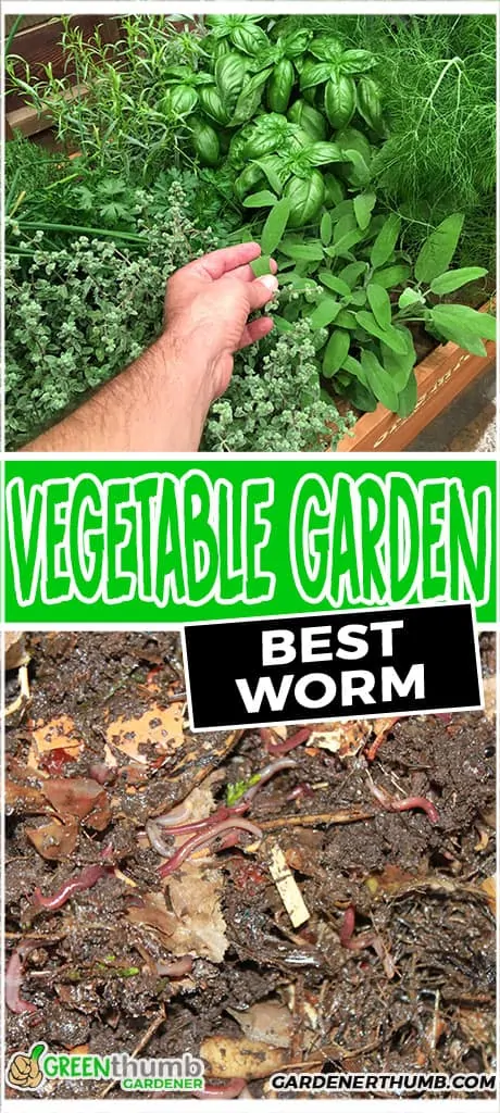 vegetable garden worms