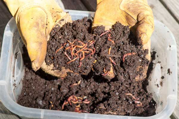 Can You Mix Red Wigglers and Nightcrawlers? | Green Thumb Gardener