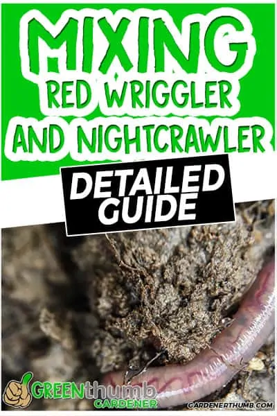 red wrigglers and nightcrawlers