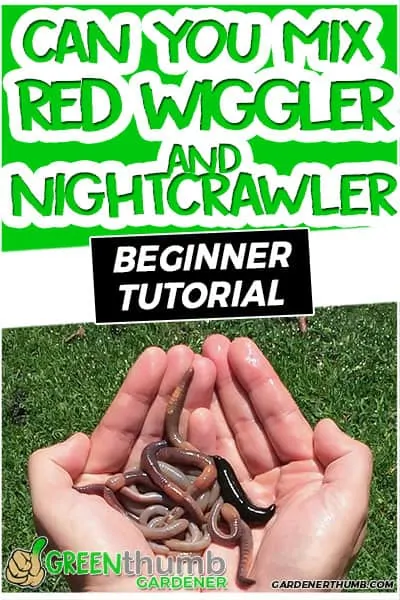 mix red wriggler and nightcrawler