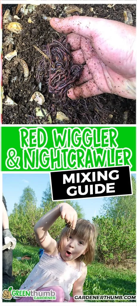 nightcrawler and red wriggler mixing