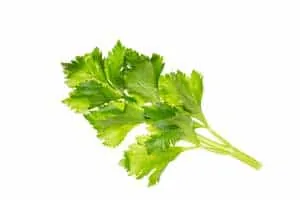 Fresh celery