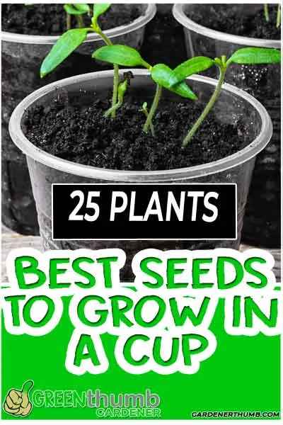 easy seeds to grow in a cup