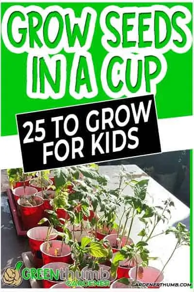 seeds to grow in a cup