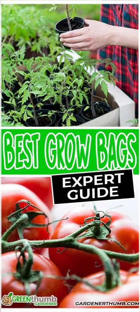 grow bags for tomatoes