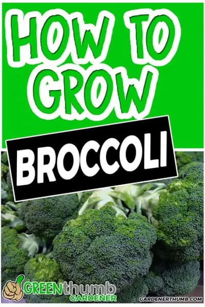 grow broccoli