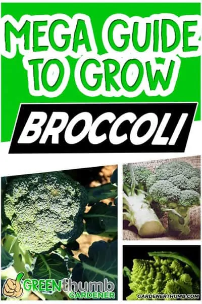 broccoli growing